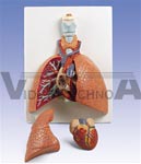 Lung Model with larynx, 5 part